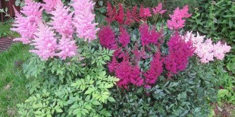 Astilba chinensis: luksuzna zeljasta biljka za otvoreno tlo